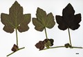 SpeciesSub: var. purpurascens